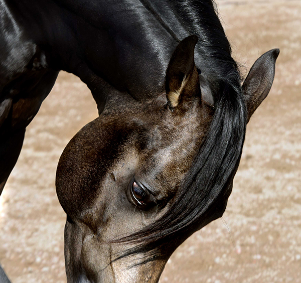 Black Hawke 2011 Blue Roan Stallion ~ Homozygous Roan ~ Standing at Stud